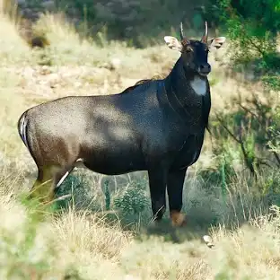 Boselaphus (Nilgai), a wild animal closely related to the wild donkey, found in grassy plains and forests